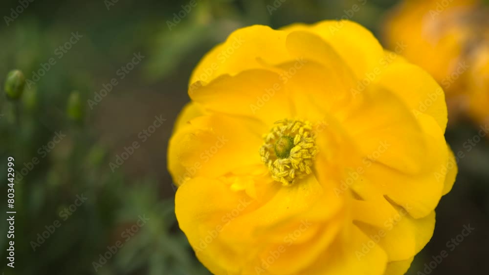 Close up of yellow Globeflower (Trollius europaeus) with smooth rotation motion