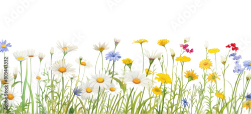 PNG  Aisy border daisy backgrounds outdoors.
