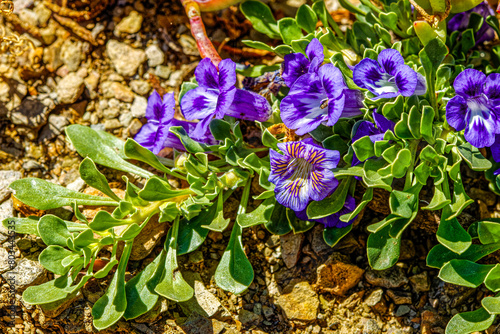 Close-up of green plant known as the  Karoo violet with tiny, but beautiful violet and orange flowers after good spring rains near Oudtshoorn, Western Cape, South Africa photo