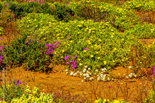 Multicolour flowers in the Little Karoo veld after rain near Oudtshoorn, Western Cape, South Africa