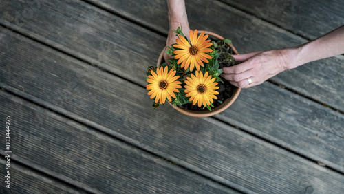 Overhead view of female hands planting beautiful orange flowers in a clay pot
