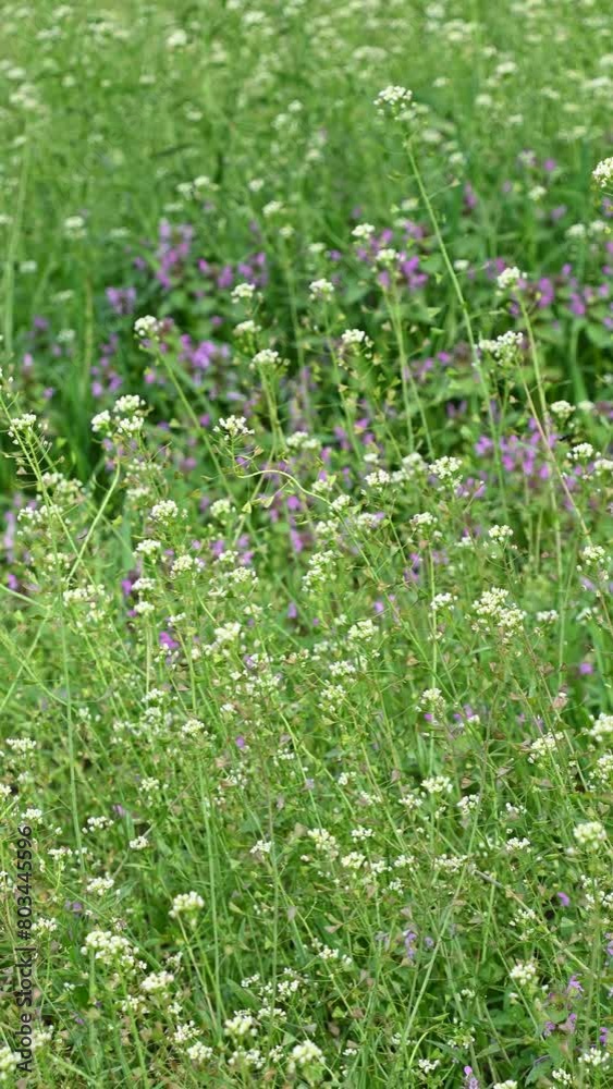Wildflowers in the meadow sway in the wind. Spring natural background. Wildflowers in the meadow sway in the wind. Spring natural background.