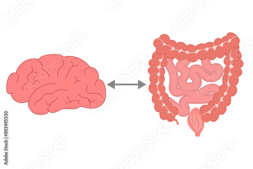 Gut-Brain axis, connection brain gut