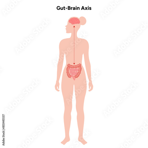 Gut-brain axis, connection brain-gut