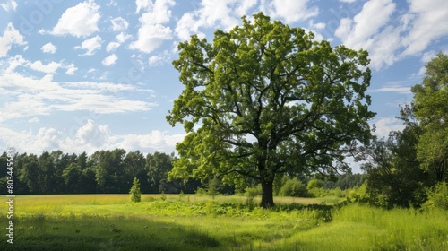 Lonely green oak tree in forest meadow