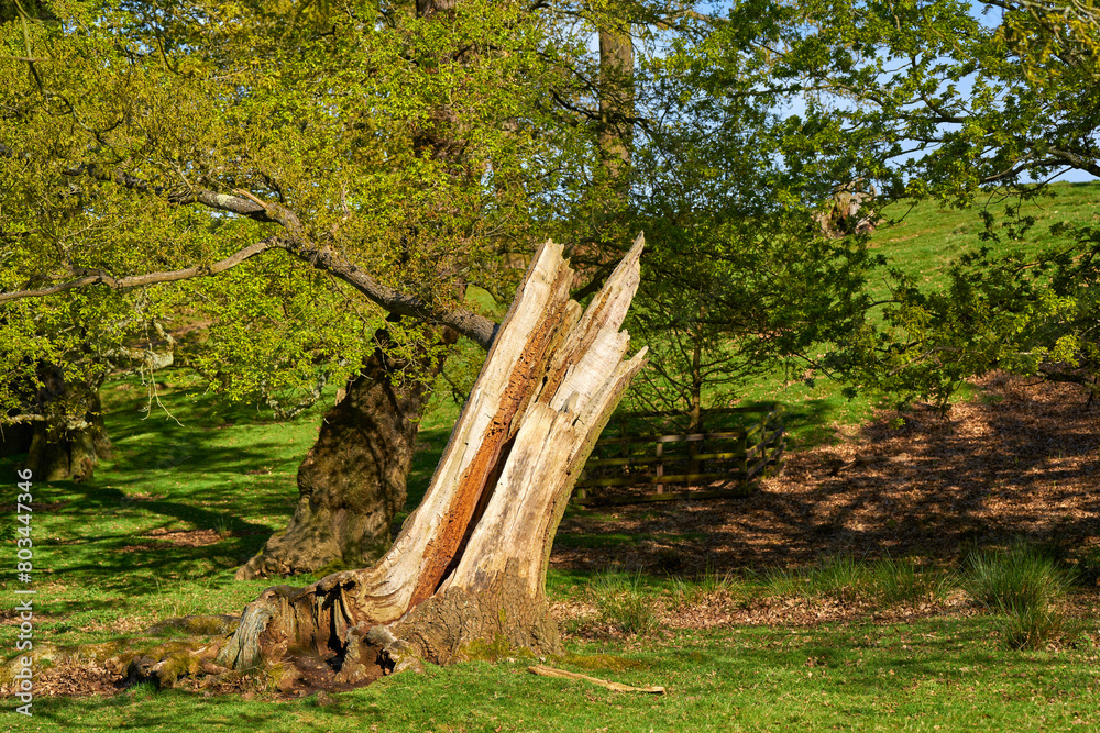 Old damaged tree trunk in a park Old damaged tree trunk in a park