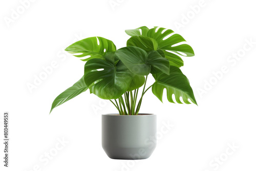A large green plant is in a grey pot, white background, transparent background