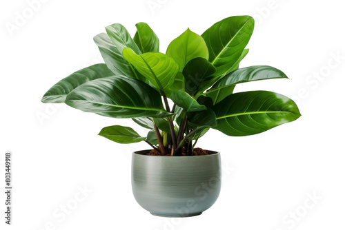 A green plant is in a small pot, white background, transparent background photo