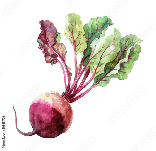 beet root watercolor digital painting good quality