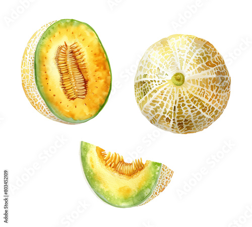 cantaloupe melon watercolor digital painting good quality