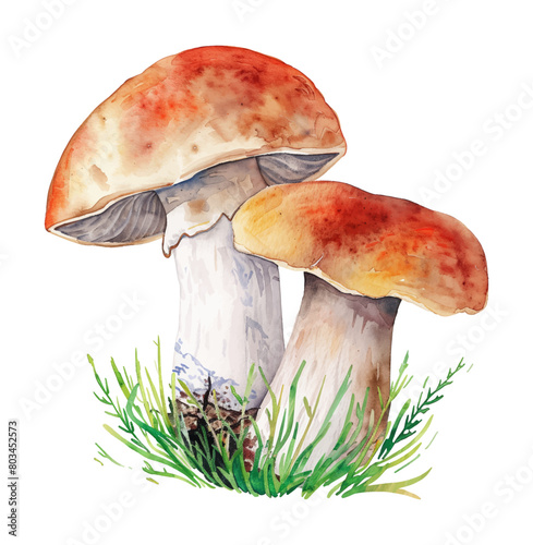 porcini mushroom watercolor digital painting good quality