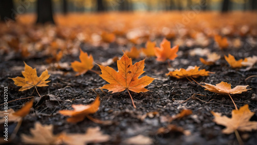 Scattered orange maple leaves resting on the earth  their brilliance softened by a dreamy  bokeh backdrop.