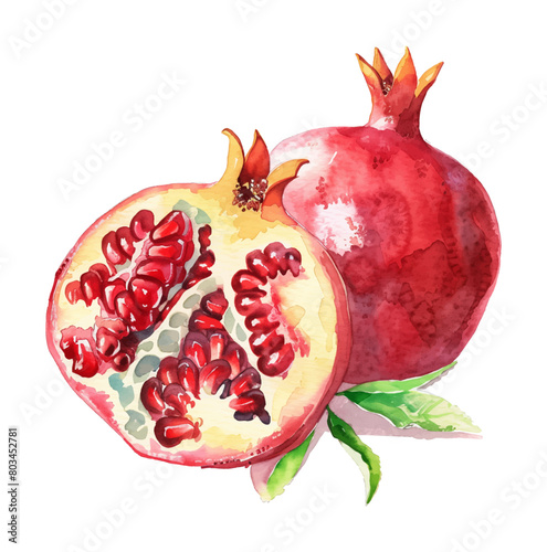 pomegranate watercolor digital painting good quality