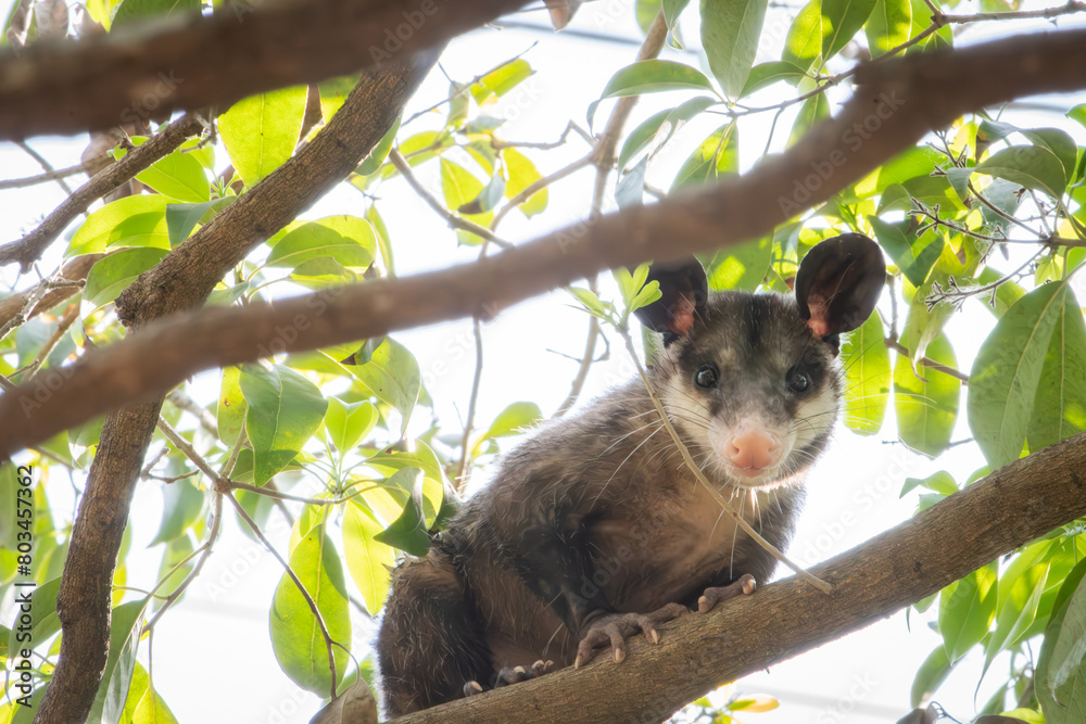 Adorable tlacuache standing on a tree branch looks curiously at the camera. Adorable tlacuache standing on a tree branch looks curiously at the camera.