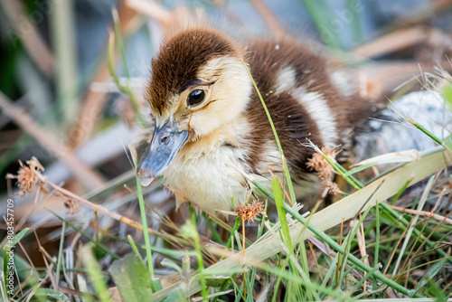 Adorable baby duck walks through the grass.