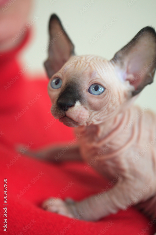 Portrait of cute sphinx cat
