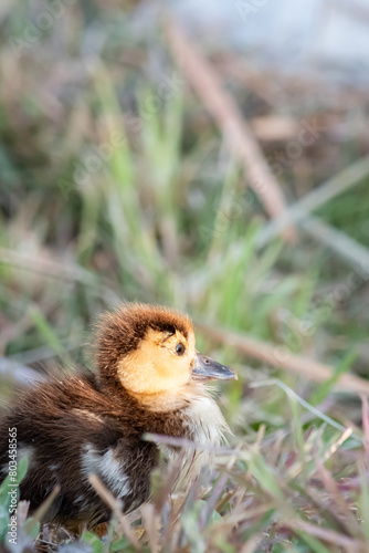 Adorable baby duck resting in the grass.