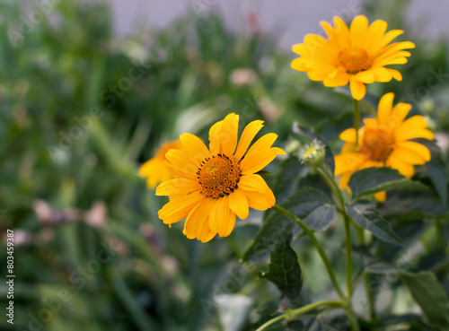 A yellow flower is the main focus of the image