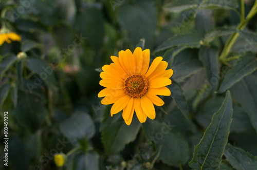 A yellow flower is the main focus of the image © Alla 