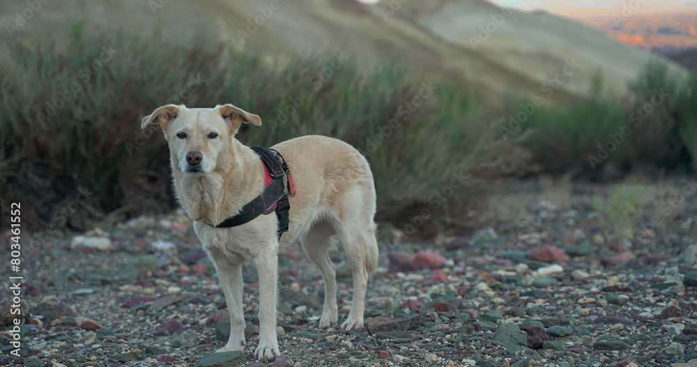 dog posing on the hill of colors Argentina
dog posing on the hill of colors Argentina