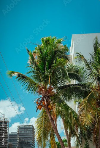 palm tree in the sky buildings coconut grove miami 