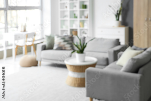 View of blurred living room with grey sofas  plants and table