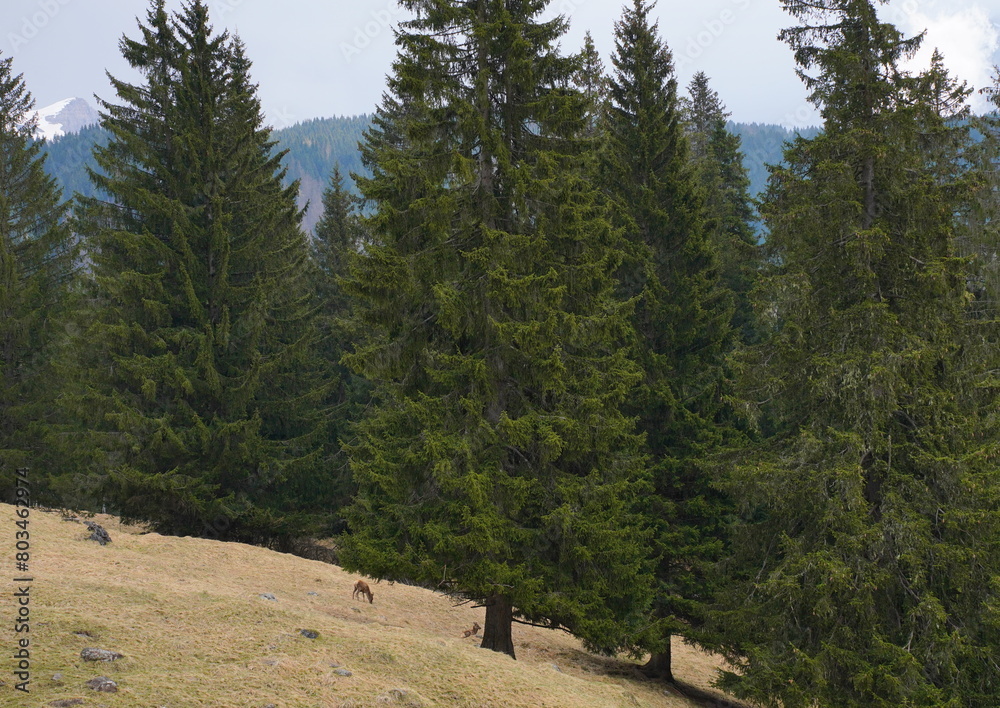 Obraz premium The deer at the Paneveggio park. The deer nature reserve in Paneveggio. Predazzo, Val di Fiemme, South Tyrol, Trentino Alto Adige, Italy.