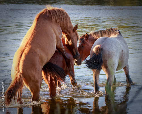 A band of wild horses on the Salt River in Arizona photo