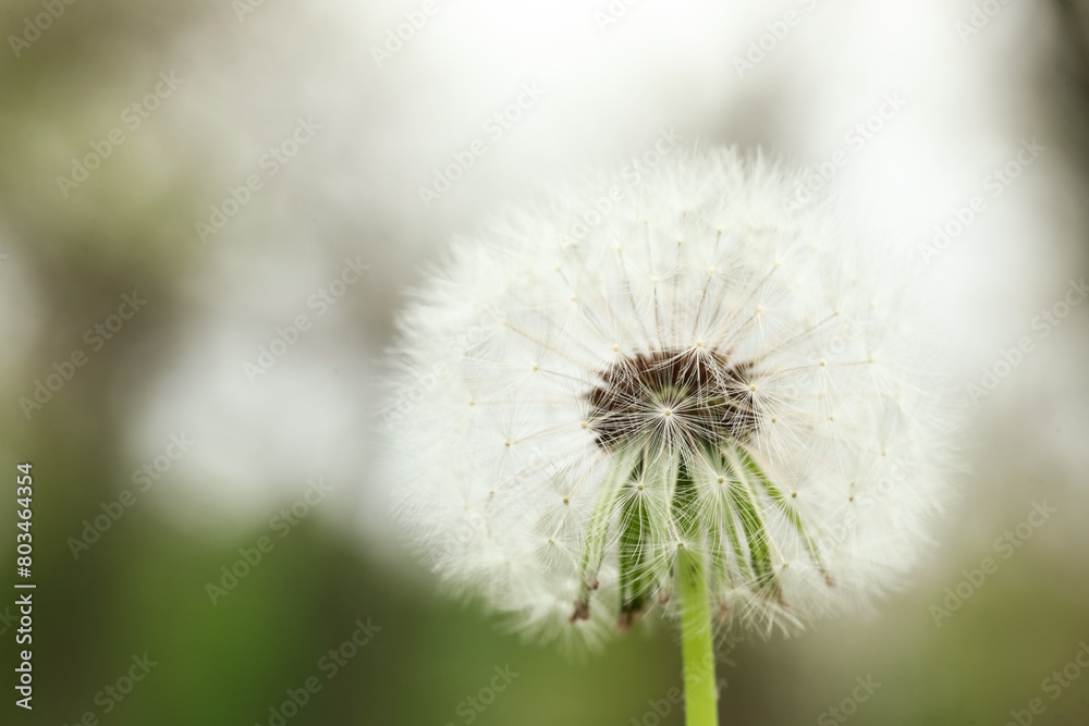 Fototapeta premium Beautiful white dandelion flower in green grass outdoors, closeup