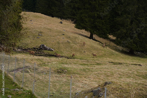 The deer at the Paneveggio park. The deer nature reserve in Paneveggio. Predazzo, Val di Fiemme, South Tyrol, Trentino Alto Adige, Italy.