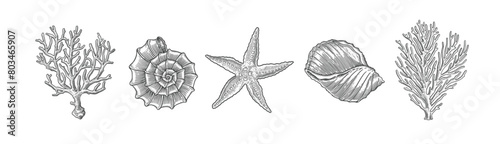 Starfish, shells and corals in engraving style. Hand drawn inhabitants of the ocean. Vector illustration of sea shellfish on a light background.