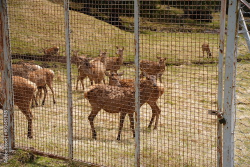 The deer at the Paneveggio park. The deer nature reserve in Paneveggio. Predazzo, Val di Fiemme, South Tyrol, Trentino Alto Adige, Italy.