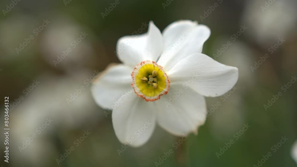Poet's daffodil flower (Narcissus poeticus) with smooth sliding and rotation motion. Close up of white daffodil flower. Poet's daffodil flower (Narcissus poeticus) with smooth sliding and rotation motion. Close up of white daffodil flower.