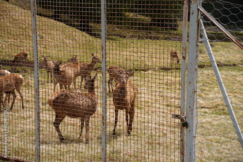 The deer at the Paneveggio park. The deer nature reserve in Paneveggio. Predazzo, Val di Fiemme, South Tyrol, Trentino Alto Adige, Italy.