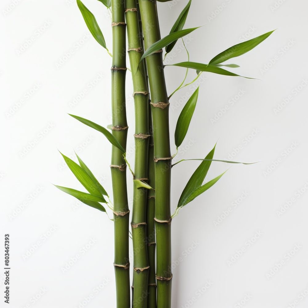 Tall Bamboo Plant With Green Leaves Tall Bamboo Plant With Green Leaves