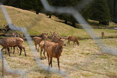 The deer at the Paneveggio park. The deer nature reserve in Paneveggio. Predazzo, Val di Fiemme, South Tyrol, Trentino Alto Adige, Italy.