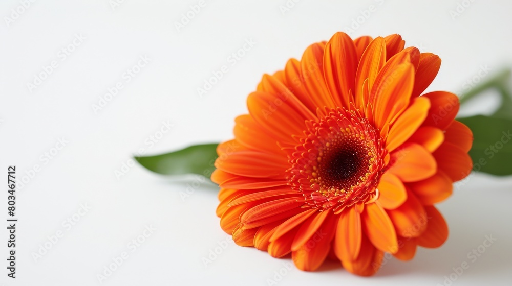 Vibrant Orange Flower With Green Stem on White Surface Vibrant Orange Flower With Green Stem on White Surface