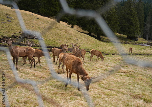 The deer at the Paneveggio park. The deer nature reserve in Paneveggio. Predazzo, Val di Fiemme, South Tyrol, Trentino Alto Adige, Italy.