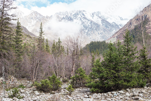 Fir forest and mountains in the clouds in Ala-Archa national Park near Bishkek. Kyrgyzstan, Tian-Shan.