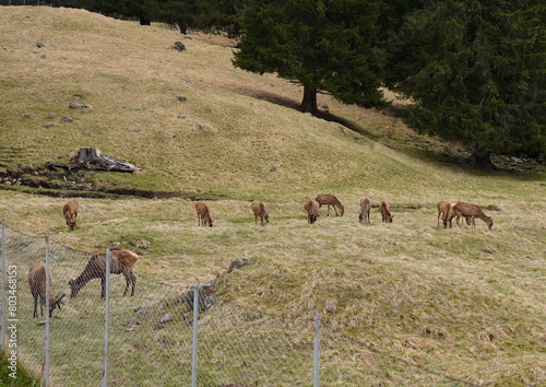The deer at the Paneveggio park. The deer nature reserve in Paneveggio. Predazzo, Val di Fiemme, South Tyrol, Trentino Alto Adige, Italy.