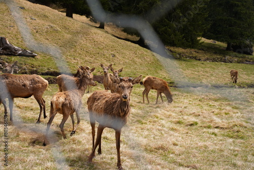 The deer at the Paneveggio park. The deer nature reserve in Paneveggio. Predazzo, Val di Fiemme, South Tyrol, Trentino Alto Adige, Italy.