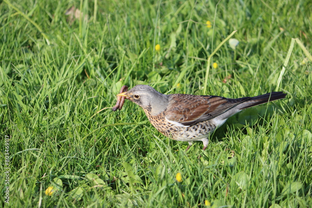 Obraz premium Sweden. The fieldfare (Turdus pilaris) is a member of the thrush family Turdidae. It breeds in woodland and scrub in northern Europe and across the Palearctic.