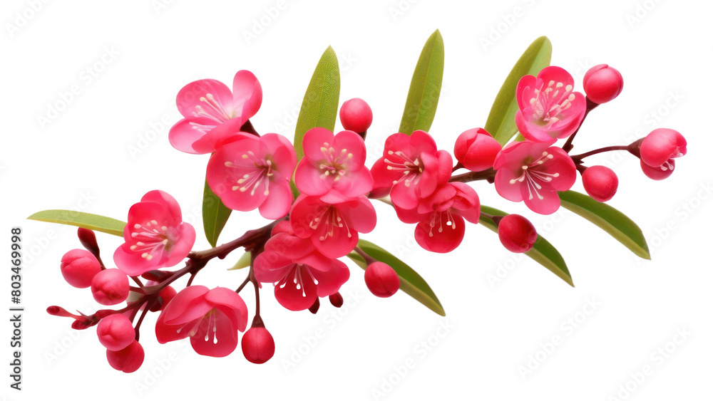 PNG Blossom flower plant petal.