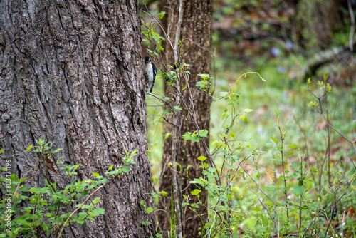 Hairy Woodpecker on the side of a tree