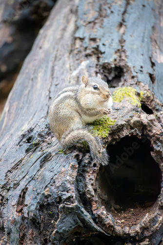 Chipmunk Eating a Nut