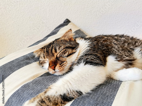 Cute floppy ear cat sleeping on a stripped cushion