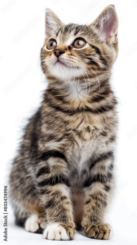 Young tabby kitten looking up. Studio pet portrait isolated on a white background. Design for greeting card, postcard, invitation