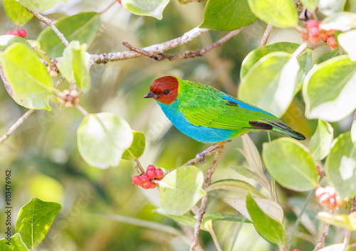 Bay Headed Tanager perched between the foliage