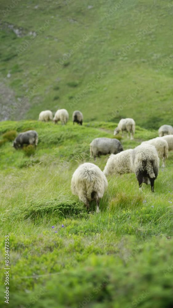 Alpine Grazers: Sheep Feast on Mountain Pastures Alpine Grazers: Sheep Feast on Mountain Pastures