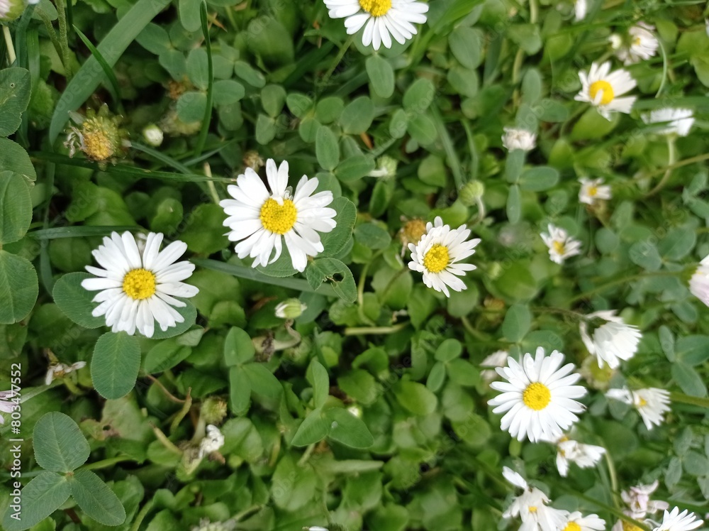 Fototapeta premium daisies in a field